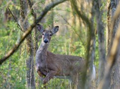doe deer